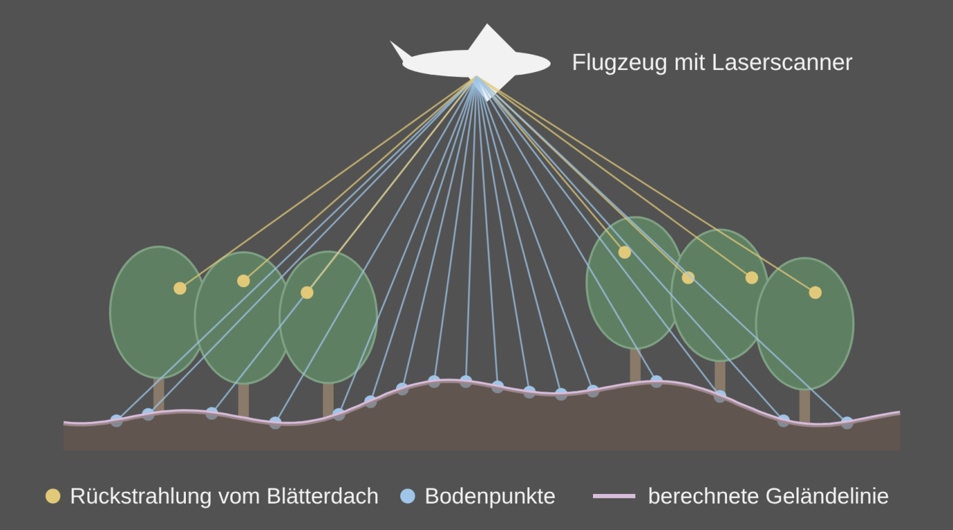 Schema: Flugzeug sendet Laserimpulse aus; Rückstrahlung vom Blätterdach und Bodenpunkte; daraus berechnete Geländelinie.